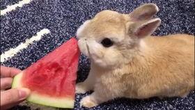 娱乐吃瓜小兔子视频大全,盘点热门视频大全